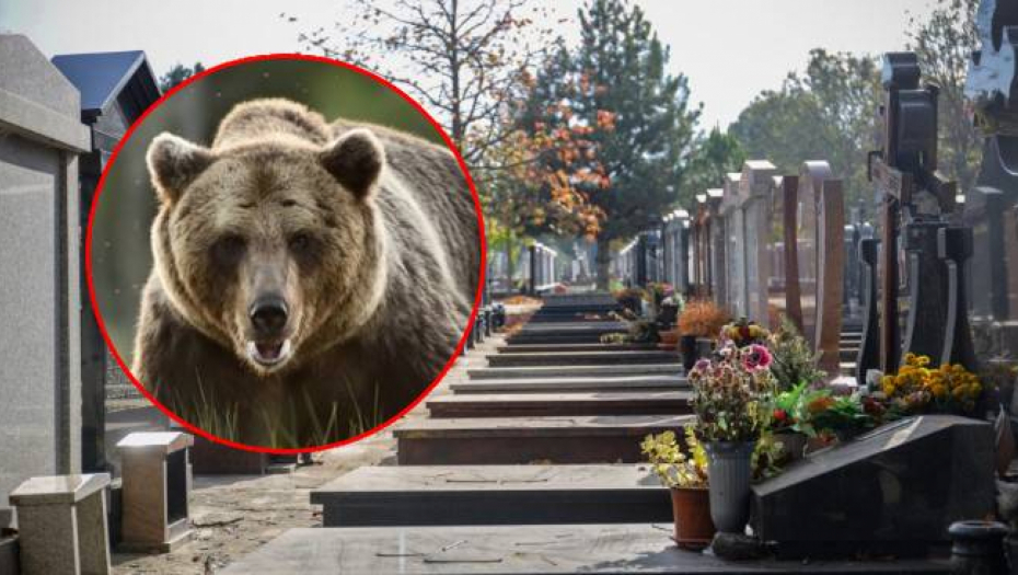 Medved na groblju