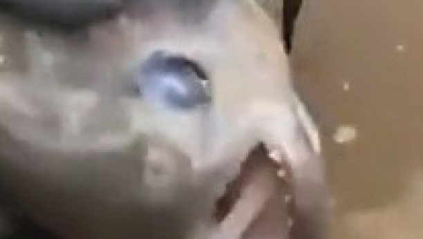 čovek seče piranom