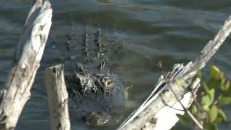 aligator napao muškarca