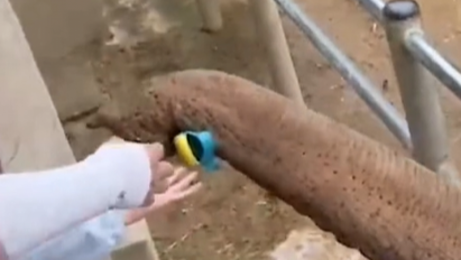 Slonica spasava sandalicu