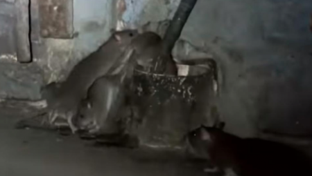 Brisel, centar evropske moći, suočava se sa ozbiljnim problemom štakora čija je populacija gotovo udvostručena za 10 godina. Kako bi rešile problem, vlasti planiraju koristiti tvorove kao prirodne lovce na glodare i zaštititi grad od invazije pacova.