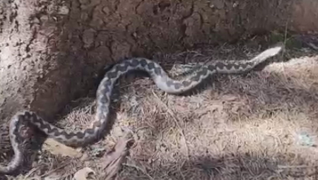 U Crnču kod Širokog Brijega, Maja je imala jezivo iskustvo kada ju je šarka (poskok) ugrizla za ruku dok je hodala uskom stazom.