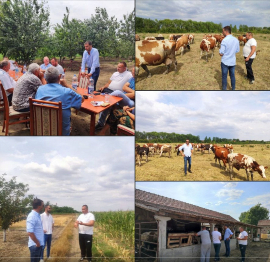 savo manojlovic i krave