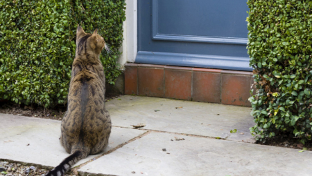 Posebno je značajno ako se na vašem pragu pojavi mačka sa mačićima