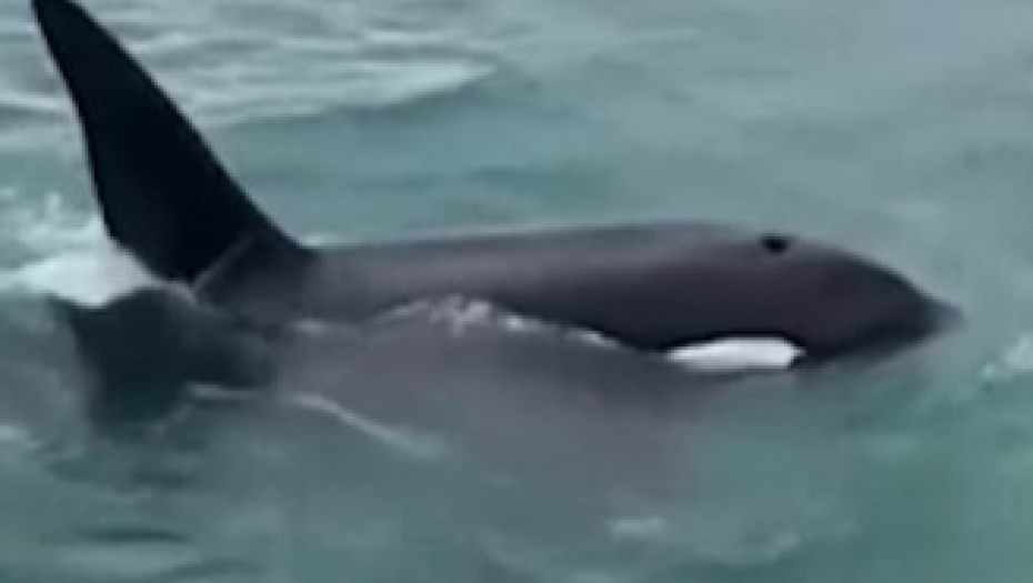 čovek skače na kita