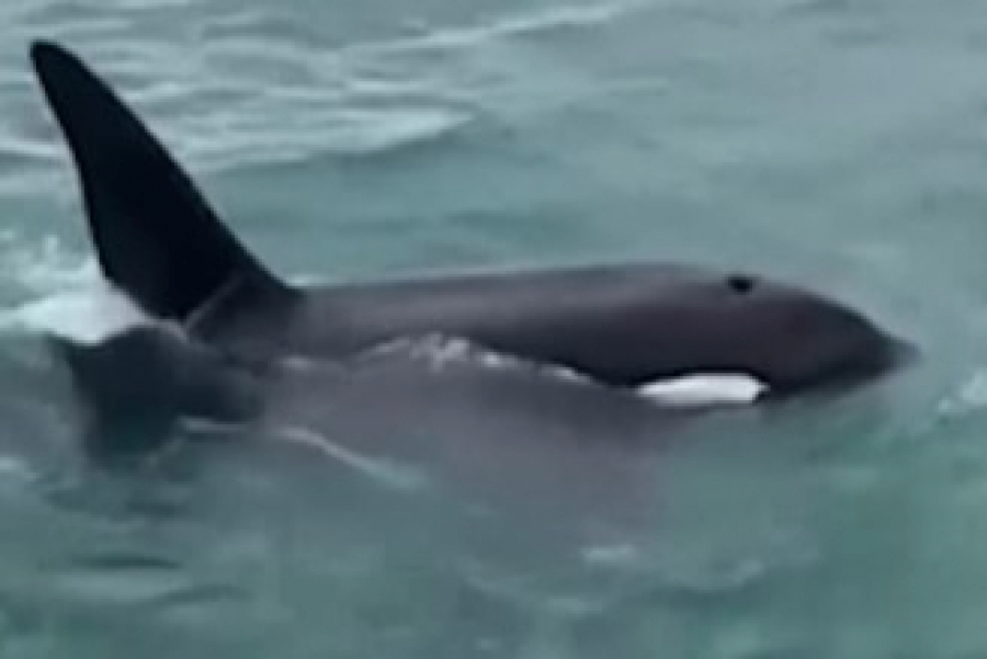 čovek skače na kita