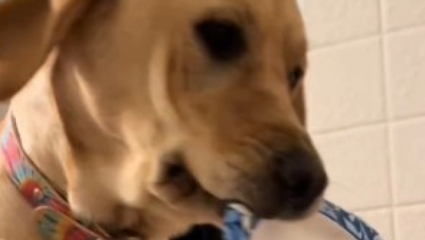 pas donosi vlasnici stvari