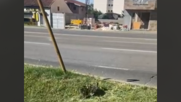 Patka sa pačićima prelazi ulicu
