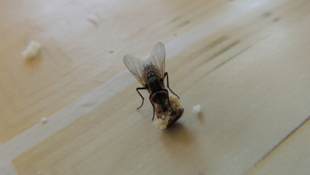 Ako tražite jednostavan, prirodan i efikasan način da se rešite muva u kući – rešenje se možda već nalazi u vašoj kuhinji