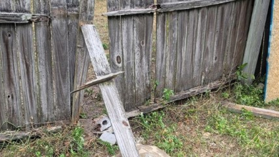 kornjača u dvorištu