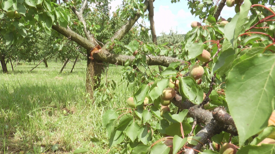Teško nevreme pogodilo šumadijska sela