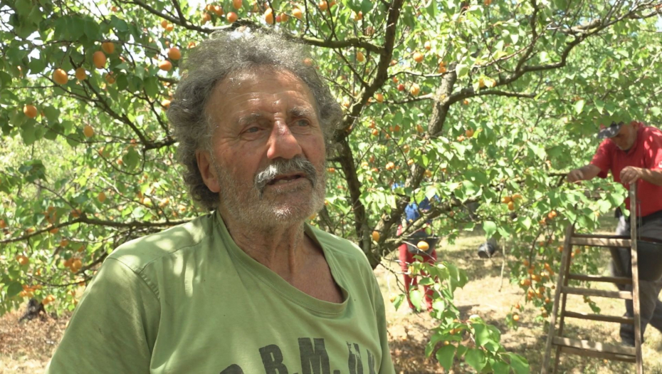 Berba kajsija u Miokivcima