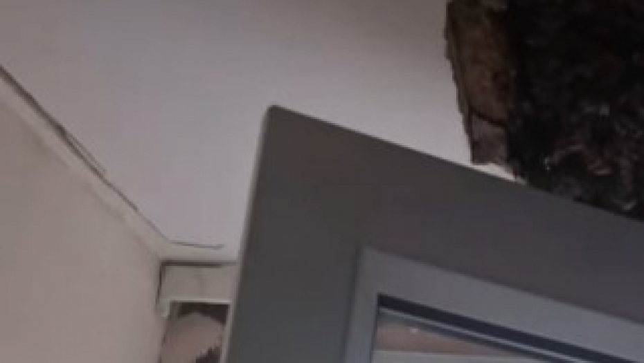 pčele žive u plafonu