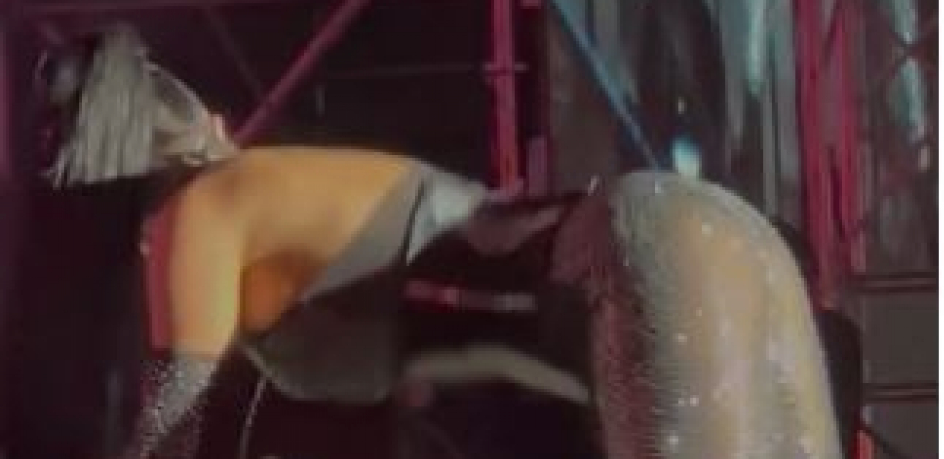 Teodora Džehverović