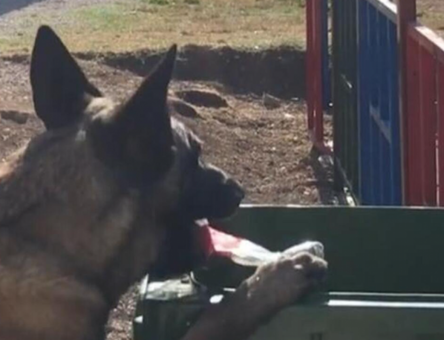 Hajdi malinoa iz niša baca smeće u kantu