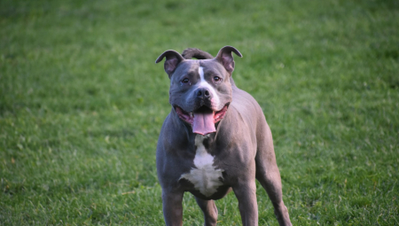 Jedan od komšija ispričao je da je svega dva dana ranije razgovarao s majkom o štenetu
