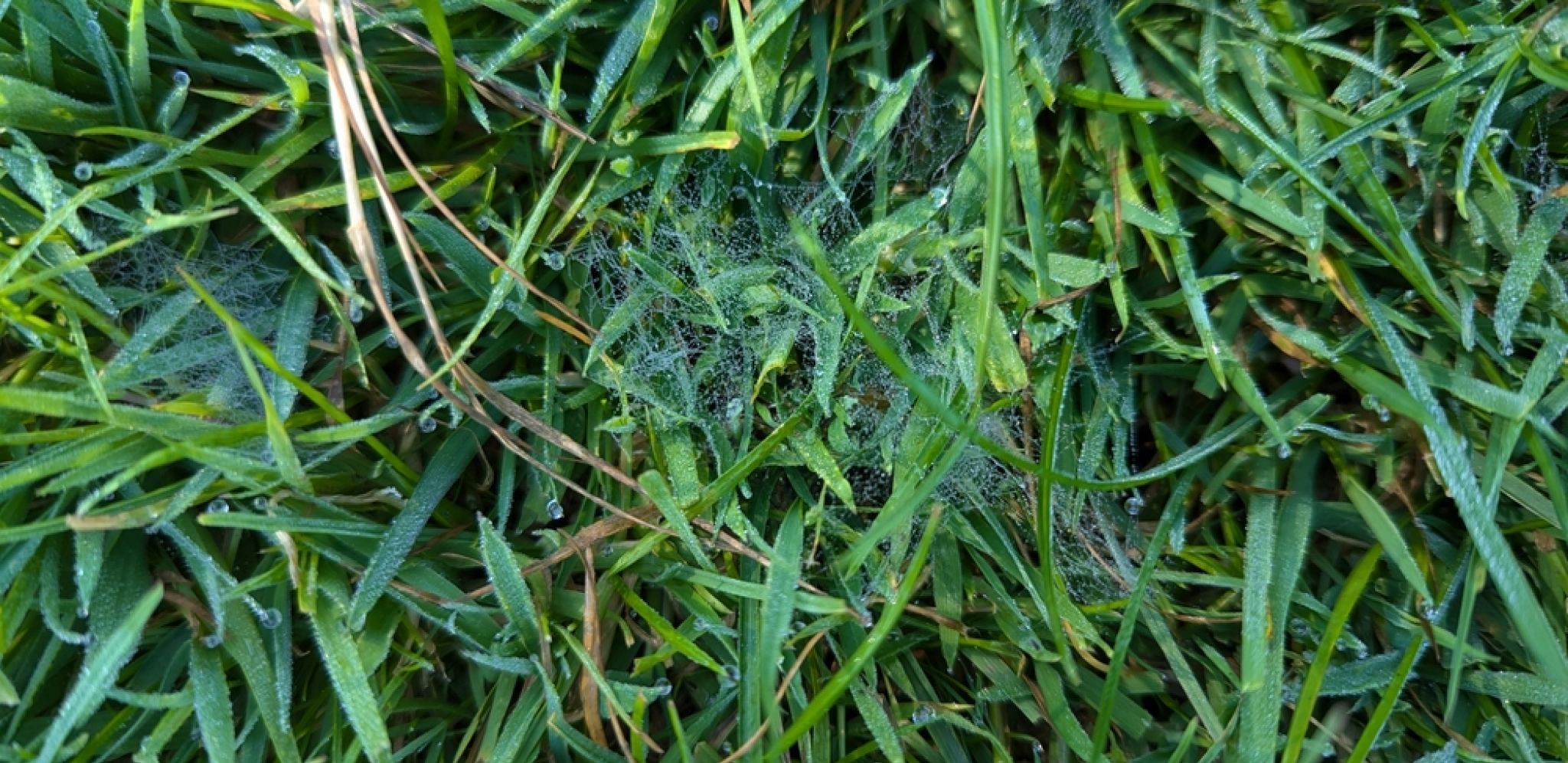 paukova mreža u travi