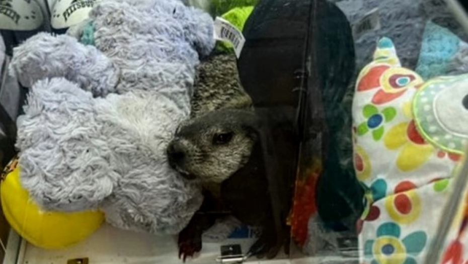 mrmot među igračkama