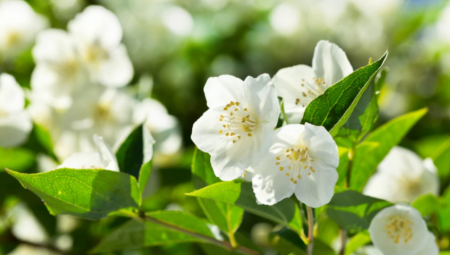 Jasmin je jedna od najmirisnijih i najlepših biljaka.