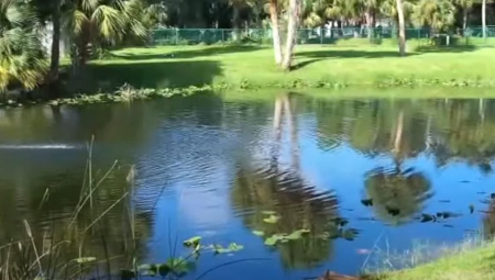 Talas misterioznih plutajućih grudvi pojavio se širom američkih jezera i reka, izazivajući strah kod kupača i vlasnika čamaca, koji su u prvi mah pomislili da je reč o džinovskim morskim parazitima