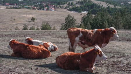 Stižu nove mere za stočare – 100.000 dinara po grlu