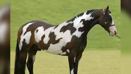 Započnite jutro nasmejani uz Alo vic dana