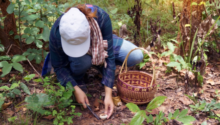 Berači vrganja mogu dnevno da zarade i do 150 evra, posebno ako se fokusiraju na prvu klasu gljiva