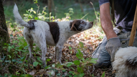 mamo tu sreću da naša zemlja leži na belim dijamantima, pa tako postoji mogućnost da nekoliko vrsta tartufa možemo pronaći na 250 lokacija