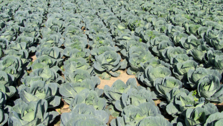 Uhapšen Bečejac zbog krađe 400 kg kupusa, mopeda i robe iz prodavnice – policija ga sustigla nakon bekstva.