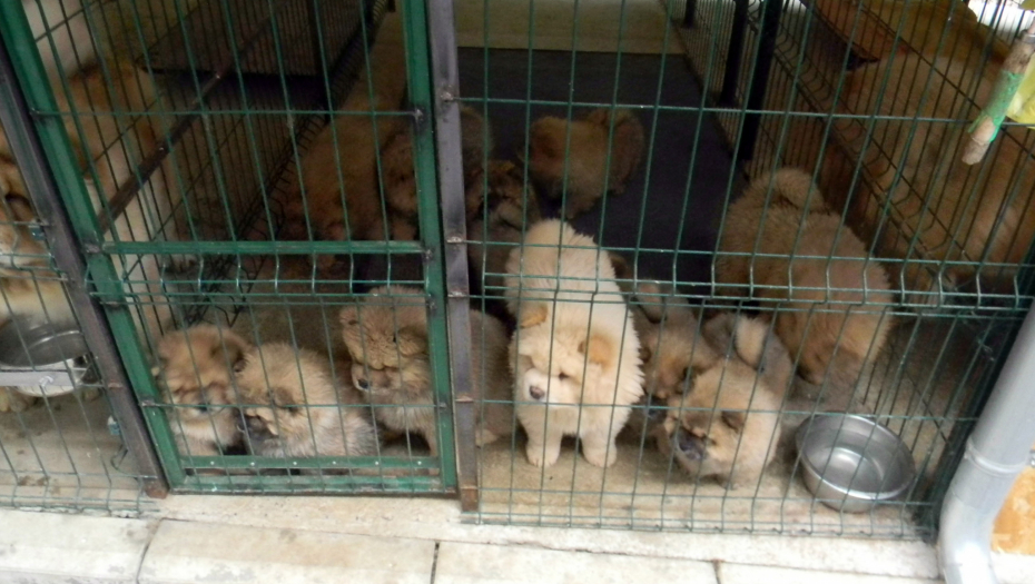 zlostavljanje zivotinja