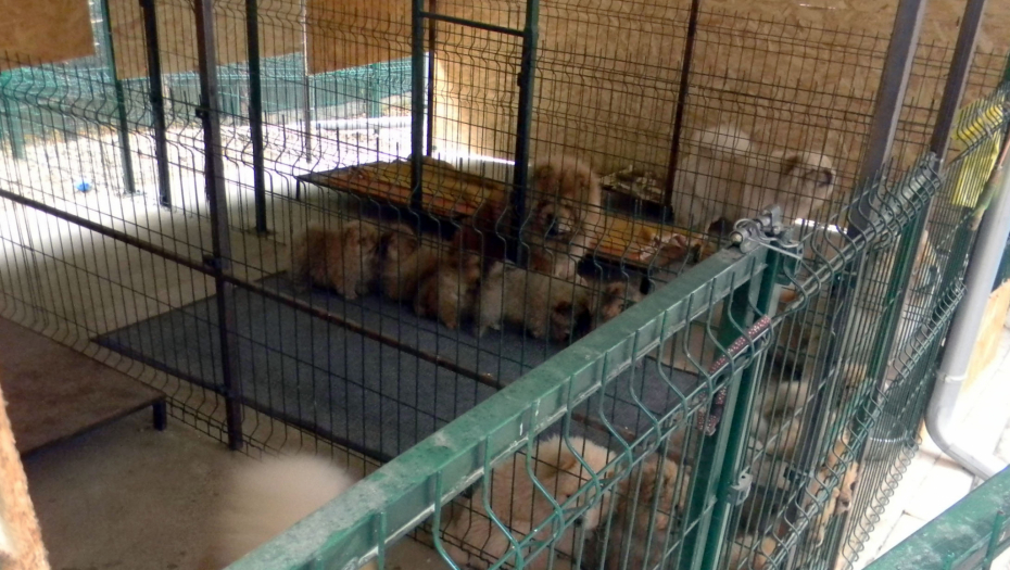 zlostavljanje zivotinja