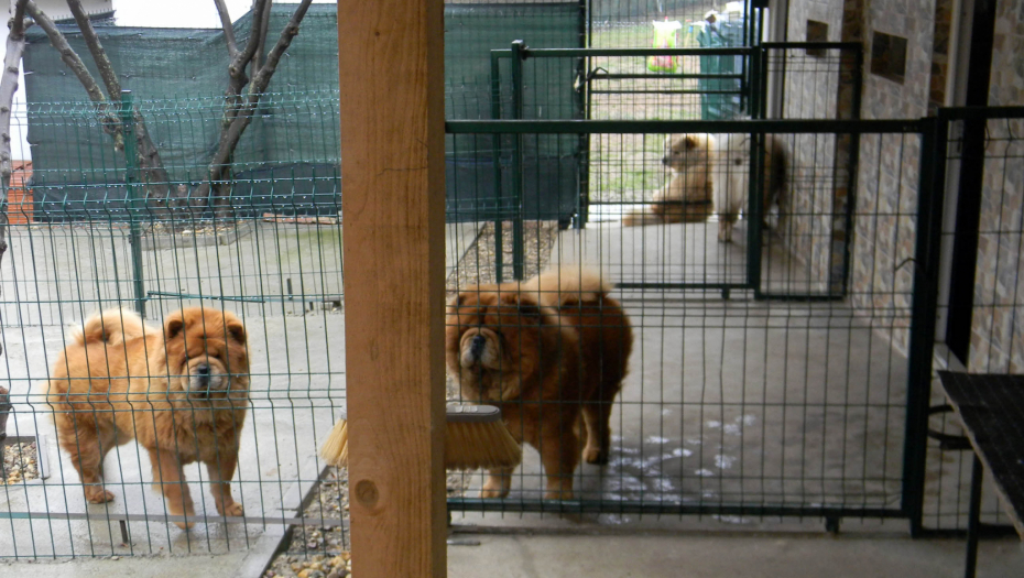 zlostavljanje zivotinja