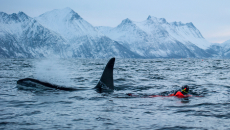 Naučnici  u Norveškoj bili su svedoci neverovatnog i ranije nezabeleženog prizora