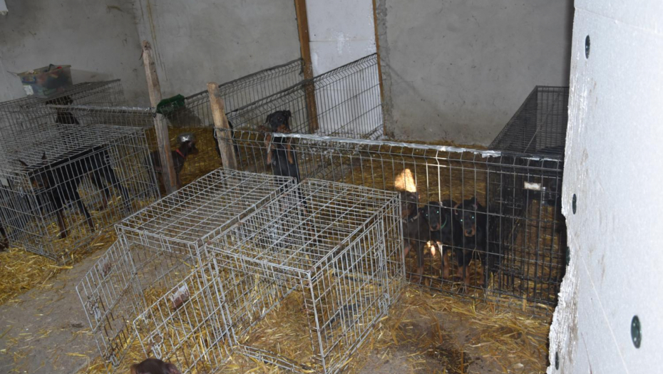 zlostavljanje životinja