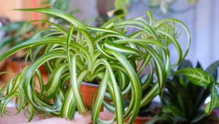 Određene sobne biljke ne samo da odlično apsorbuju vlagu, već i poboljšavaju kvalitet vazduha i ukepšavaju prostor.