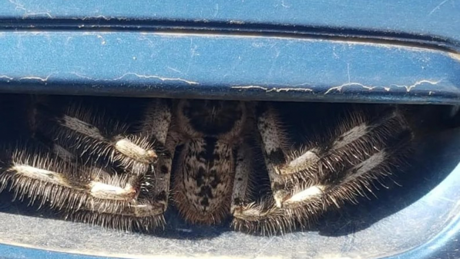 pauk na vratima automobila