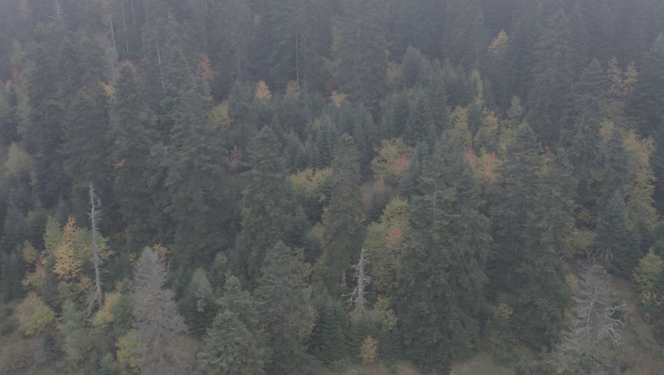 Šuma Gutavica kod Sjenice