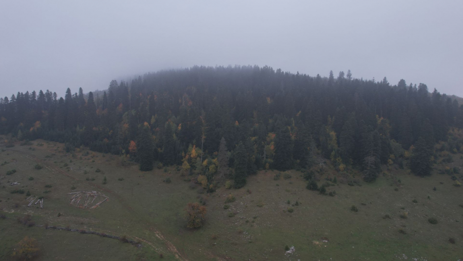 Šuma Gutavica kod Sjenice