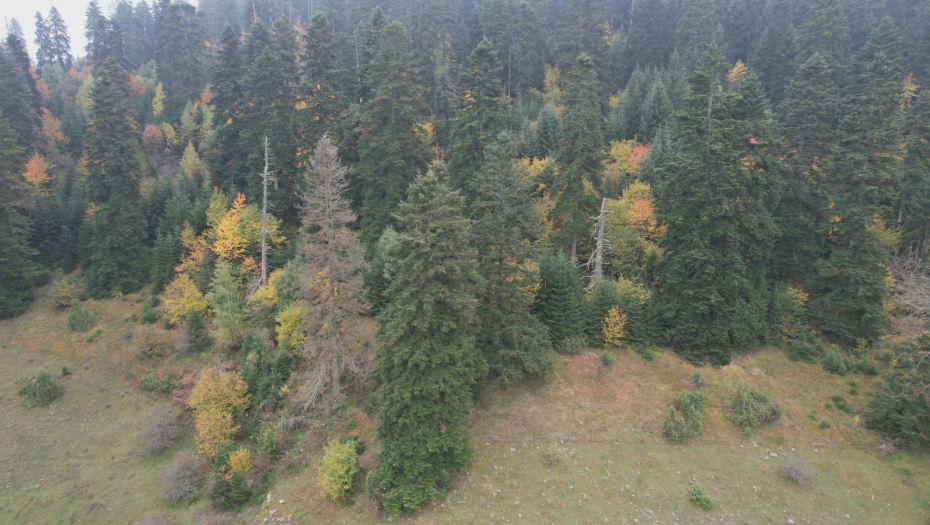 Šuma Gutavica kod Sjenice