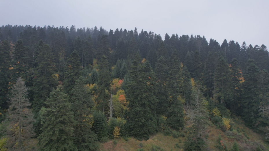 Šuma Gutavica kod Sjenice