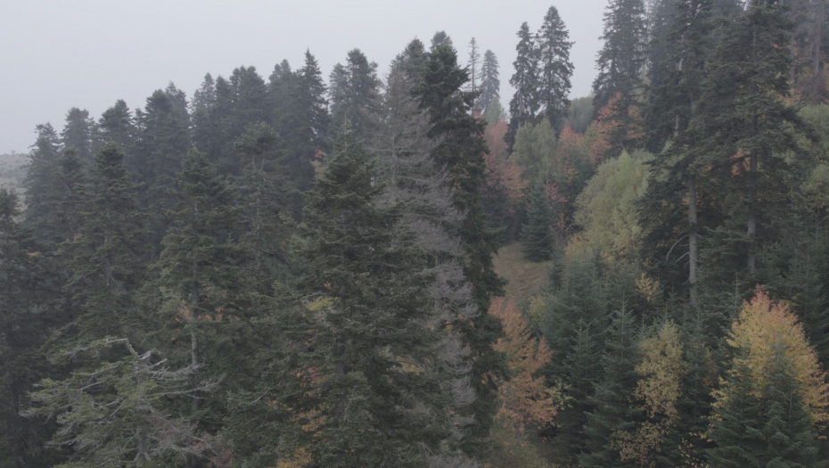 Šuma Gutavica kod Sjenice