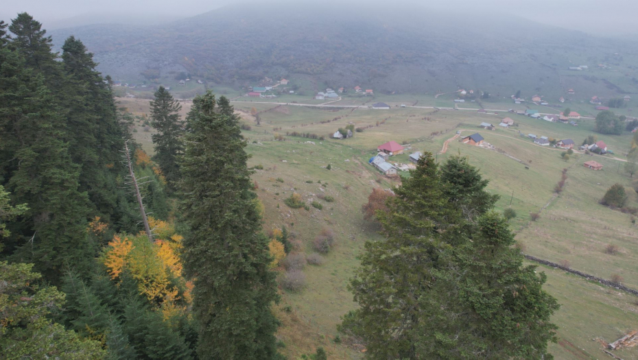 Šuma Gutavica kod Sjenice