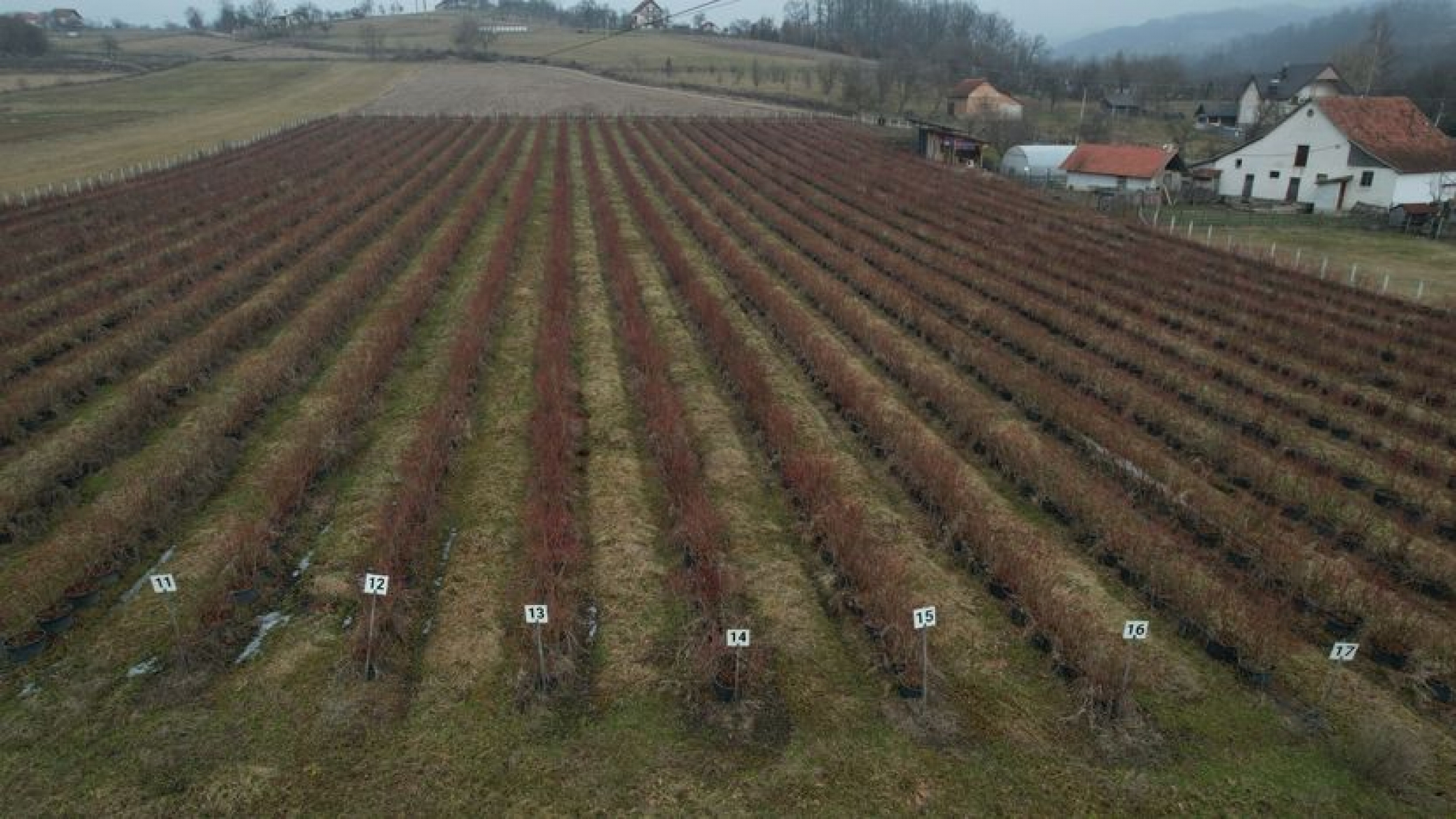 Milorad iz sela Trnava