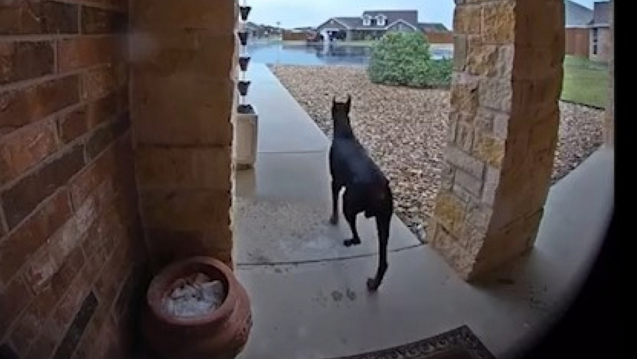 doberman dozivao pomoć