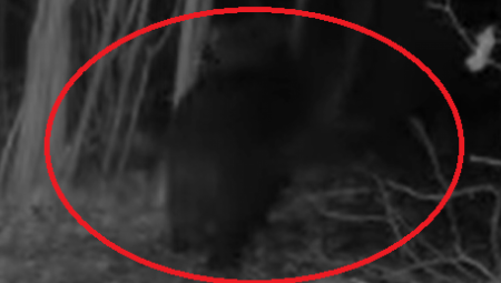 Čovek se borio za život, medved je na kraju pobegao, ali ne pre nego što je uspeo da ga povredi sa dva ugriza u prepone!