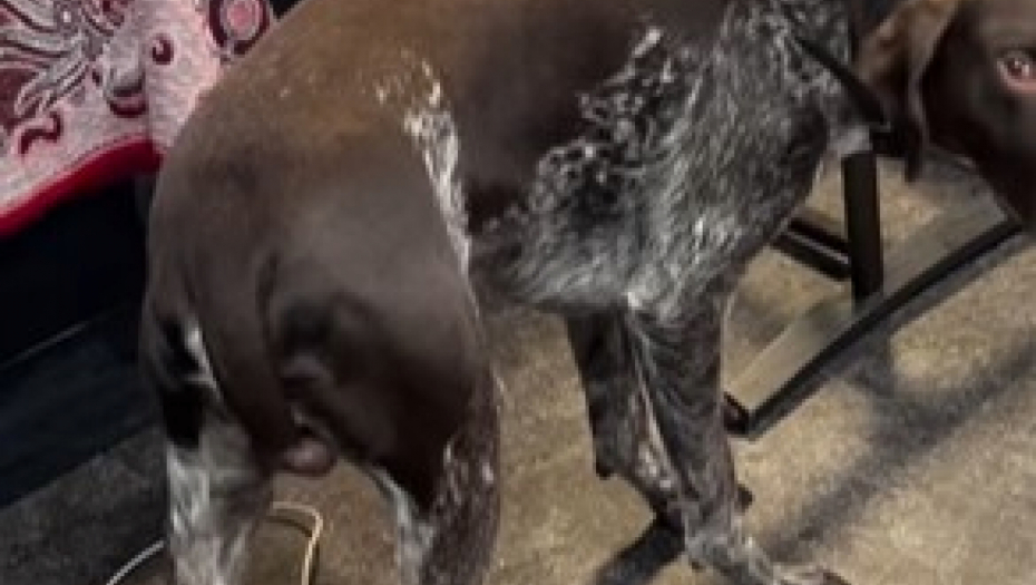 pas uhvaćen u nestašluku