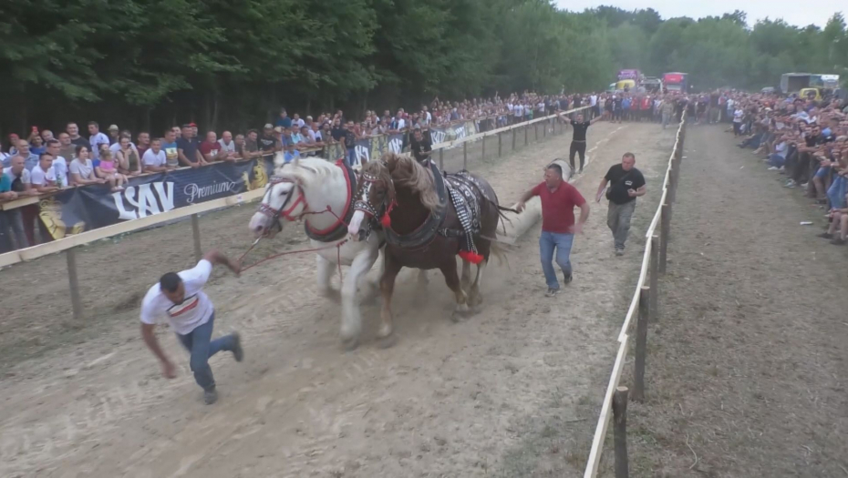 Sima iz Valjeva ima konje šampione