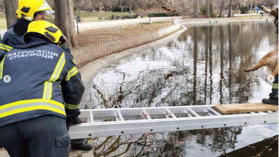 Vatrogasci spasavaju psa