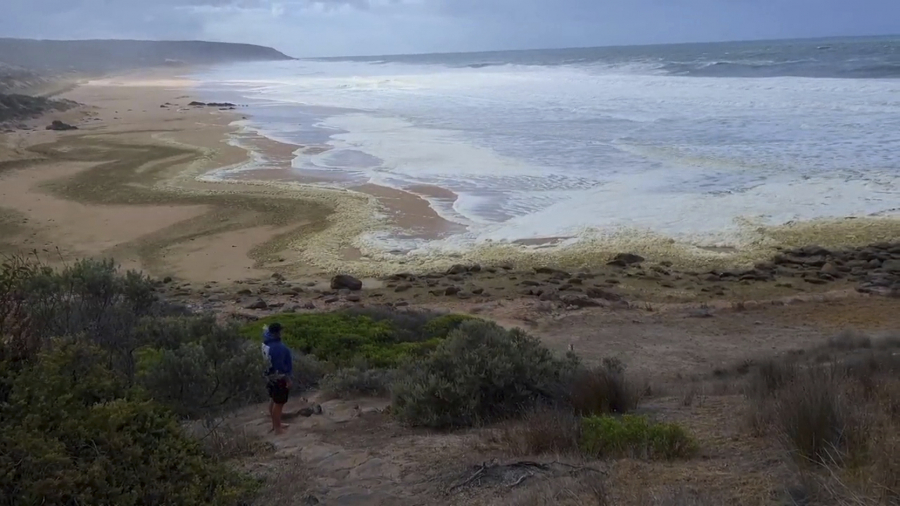 čudna pena mrtve ribe australija