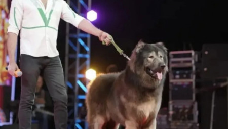 Pas dobijen ukrštanjem vuka i kavkaskog ovčara prodat je za sumu od 32,6 miliona dolara, a kupio ga je indijski milioner i ljubitelj retkih pasa S Satiš.